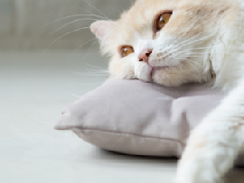 cat resting on pillow