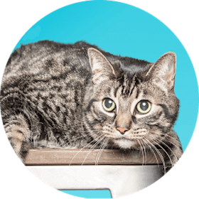 cat lying on a stool