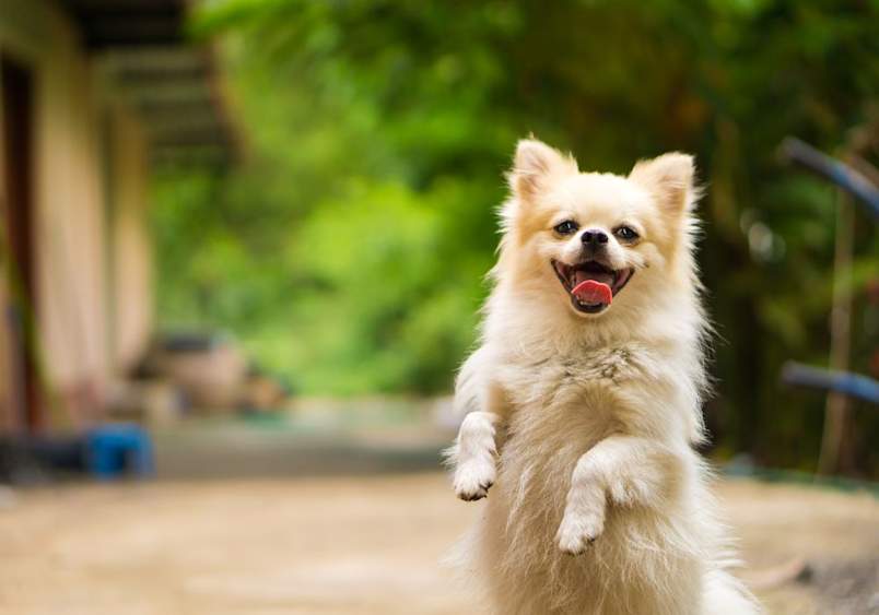 Fluffy white Pomeranian puppy standing joyfully on its hind legs outdoors, a charming example to spark ideas for cute puppy names, best dog names, and popular dog names for small breeds.