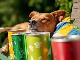 A tan mixed-breed dog dozes peacefully on a mint green lounge chair, resting its chin near a row of ice-cold, condensation-covered cans in vibrant yellow, green, and red. This clever canine has found the perfect spot to beat the heat, but the image serves as an important reminder about dog overheating and the dangers warm weather poses to our four-legged friends.