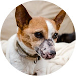 Dog Pet Insurance in NC