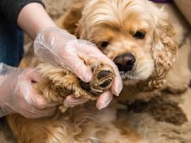 A veterinary professional wearing protective gloves carefully examines the paw of a Cocker Spaniel for signs of lyme disease in dogs. Since dogs can get lyme disease from a single infected tick bite, routine paw and skin checks are an essential part of prevention.