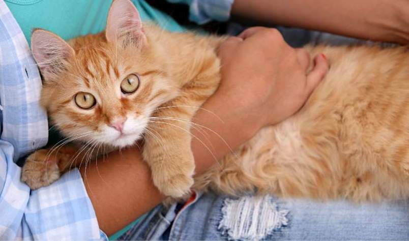 a cat with a good, long life being held by their pet parent.