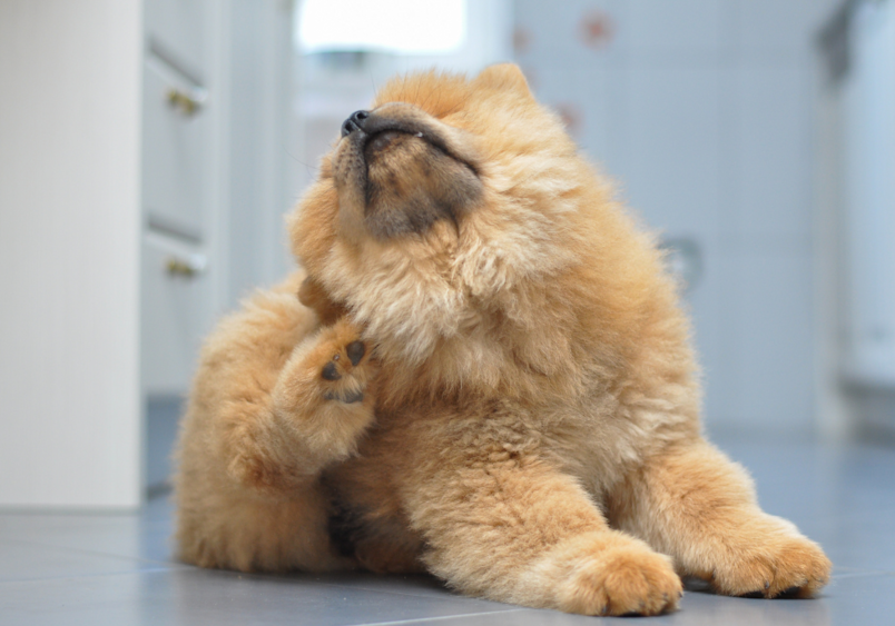 A fluffy chow chow puppy scratches its face with its paw in what appears to be discomfort from dry skin - a common issue for many dogs that can cause itching and irritation, requiring proper moisturizing treatments.