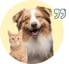 a dog and a cat sitting next to each other