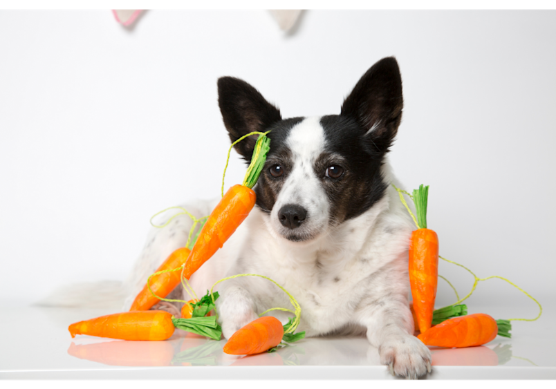 While many foods dogs can't eat pose serious health risks, carrots are among the safe human foods dogs can eat, providing a crunchy, vitamin-rich treat.