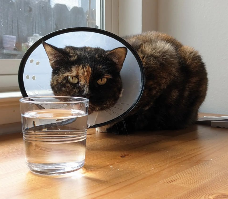 A cat with a cone around their neck after getting spayed