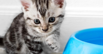 kitten by food bowl