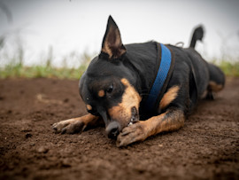 Dog Licking Paw