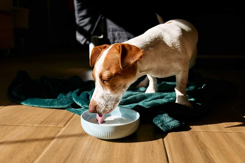 A Jack Russell terrier laps at a shallow white bowl of milk in a patch of warm sunlight, tongue mid-lick.