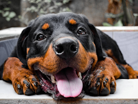 A cheerful looking Rottweiler lying down with its tongue out, showing people that Rotties can be fun too, and that they should check out fun facts about Rottweilers.