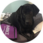 Stella - Labrador Retriever