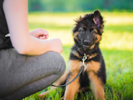 German Shepherd Puppy