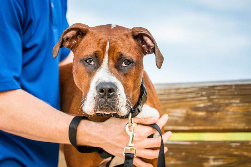 a sad dog with his owner because he's having poop problems