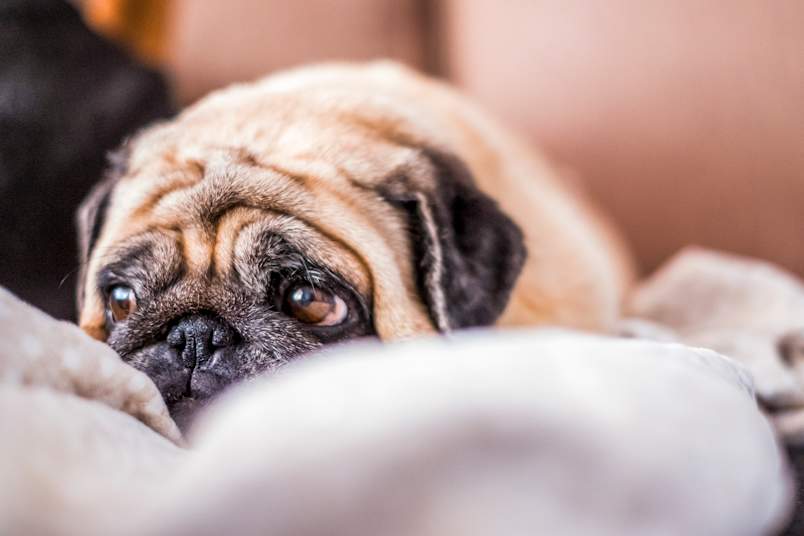 A fawn pug lies calmly on a soft blanket, head down and eyes gazing gently toward the camera.