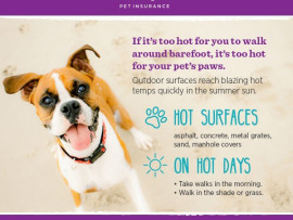 Hot weather infographic to protect your dog's paws on walks