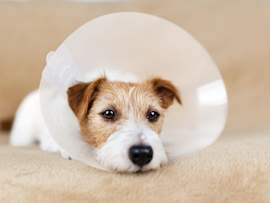 A Jack Russell Terrier puppy lies on a beige carpet wearing a clear plastic Elizabethan collar (e-collar) following surgery, looking directly at the camera with soft, tired eyes. This relatable post-op image is ideal for articles about spay and neuter recovery, the cost of spaying a dog, and what to expect after visiting a spay and neuter clinic.