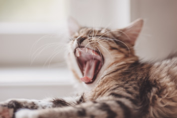 Kitten Yawning and Showing Teeth