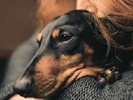 sad looking dachshund