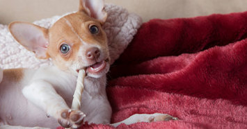 rat terrier chewing on a rawhide