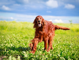 Irish Setter Dog Standing in Grass