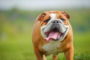 English Bulldog Walking in Grass