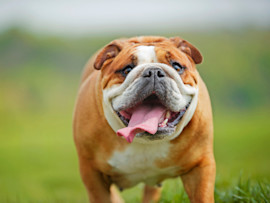 English Bulldog Walking in Grass