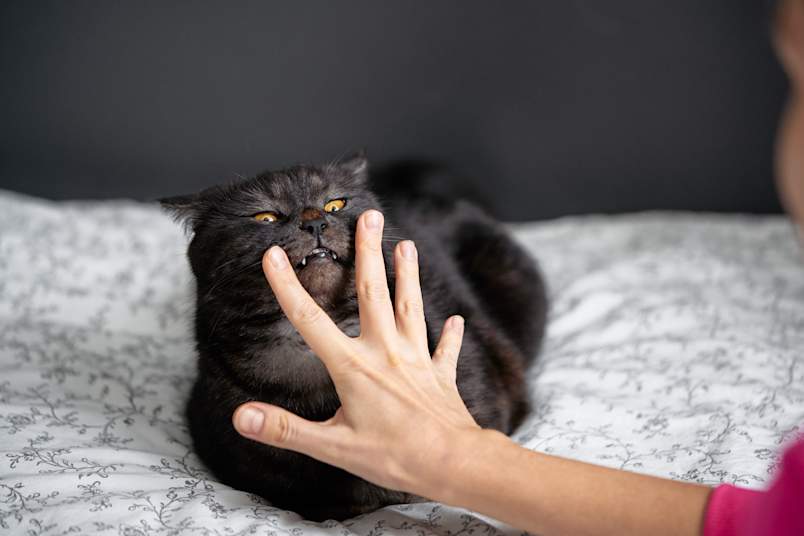 A dark gray cat draws back on a bed, mouth open to show its teeth, as a hand reaches toward its face, a clear display of feline defensiveness.