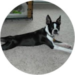 Petunia-Boston-Terrier