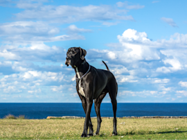 A Great Dane enjoying the vast view beyond him while waiting for his owner behind the view, who is chatting with other dog owners on how to properly take care of big dogs and their possible vet costs.