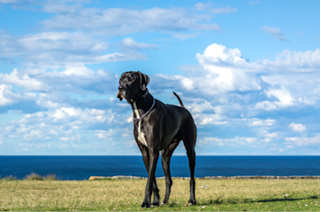 A Great Dane enjoying the vast view beyond him while waiting for his owner behind the view, who is chatting with other dog owners on how to properly take care of big dogs and their possible vet costs.