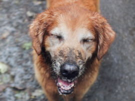 Golden retriever smiling with mud on face
