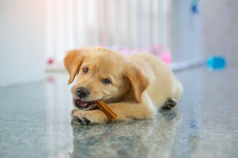 Puppy chewing on a teething stick