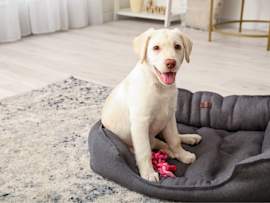 A cheerful young white Labrador puppy with a cream-colored coat sits alertly on a plush gray dog bed, showcasing the perfect model for choosing unique and cute boy dog names as he displays a happy, open-mouthed expression next to a red rope toy.
