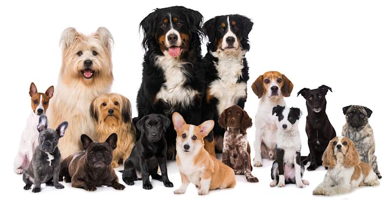 A stunning lineup of dogs in every shape, size, and coat type sits together against a white background — from a towering Bernese Mountain Dog and fluffy Wheaten Terrier to a compact French Bulldog, Corgi, and Pug. While many of the dogs pictured here are recognizable purebreds, photos like this highlight just how much variety exists across mixed dog breeds as well.