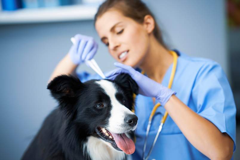 A veterinarian in blue scrubs gently examines a Border Collie's ears during a routine wellness check, a key step in detecting lyme disease in dogs early. Because ticks often attach in hidden areas like the ears, regular vet visits can help catch a lyme disease tick bite on day 1, before the infection has time to spread.