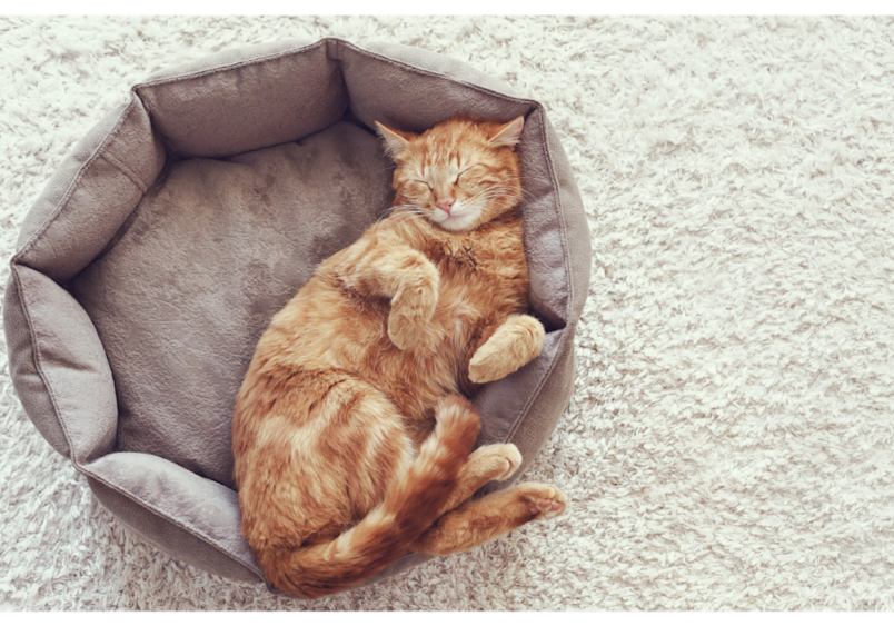 This cozy orange cat demonstrates the perfect cat-friendly sleep environment, peacefully resting in a comfortable bed. . Understanding when cats are most active helps explain why creating calm sleeping spaces is essential for managing cats at night and their crepuscular nature.