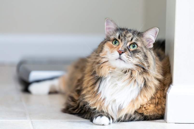 Long-haired cat laying on the floor at the vet office.