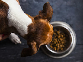 dog eating out of dog food bowl