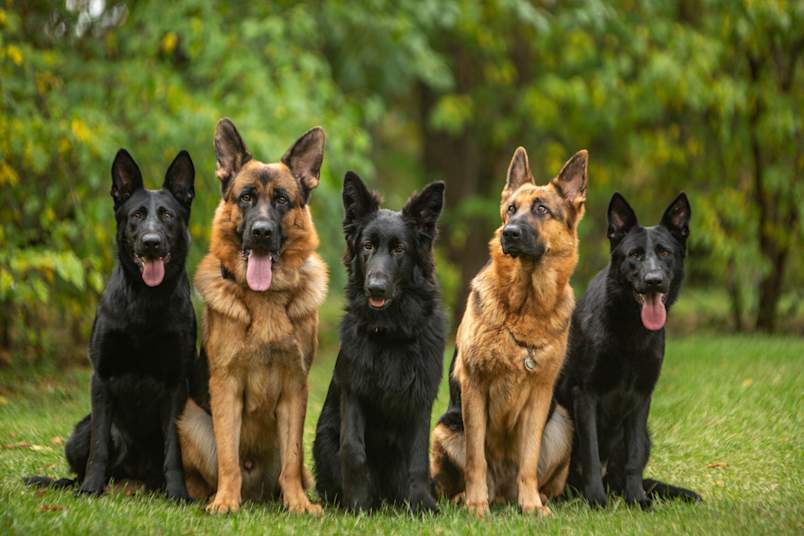Five German shepherds, a mix of classic black-and-tan and solid black coats, sit side by side on green grass, all facing the camera.