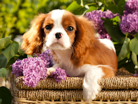 A Cavalier king Charles Spaniel dog, which is one of the Most Popular Dog Breeds in 2024, having her photoshoot in a basket against a background of flowers.