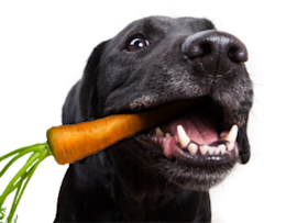 black lab eating carrot