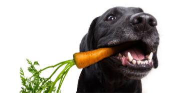 black lab eating carrot