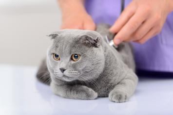 A cat getting checked at the vet as they get ready for to get microchipped