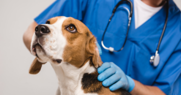 beagle getting vet check up 