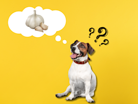 A curious dog sitting and thinking about garlic with a puzzled expression, wondering, 'Can dogs have garlic?' Learn about whether garlic is bad for dogs, how much garlic is toxic, and the symptoms of garlic poisoning in dogs.