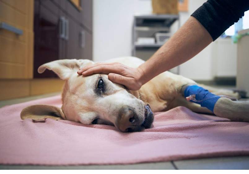 A brown dog concerned owner gently strokes the head of their Golden Retriever, who lies on a pink blanket wearing a blue protective leg wrap, demonstrating appropriate care and comfort for a sick dog displaying symptoms of illness or vomiting in a home kitchen setting.