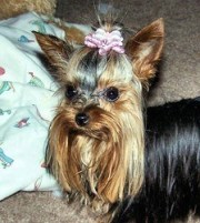 Tinky-Yorkshire-Terrier