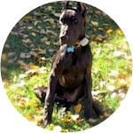 aragon-- great dane