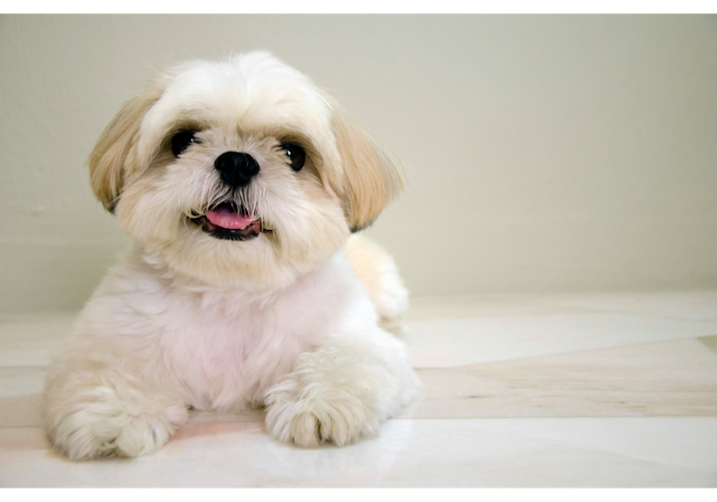 Shows an adorable shitzu that is prone to tear stains since those bright white coats make every streak impossible to hide.